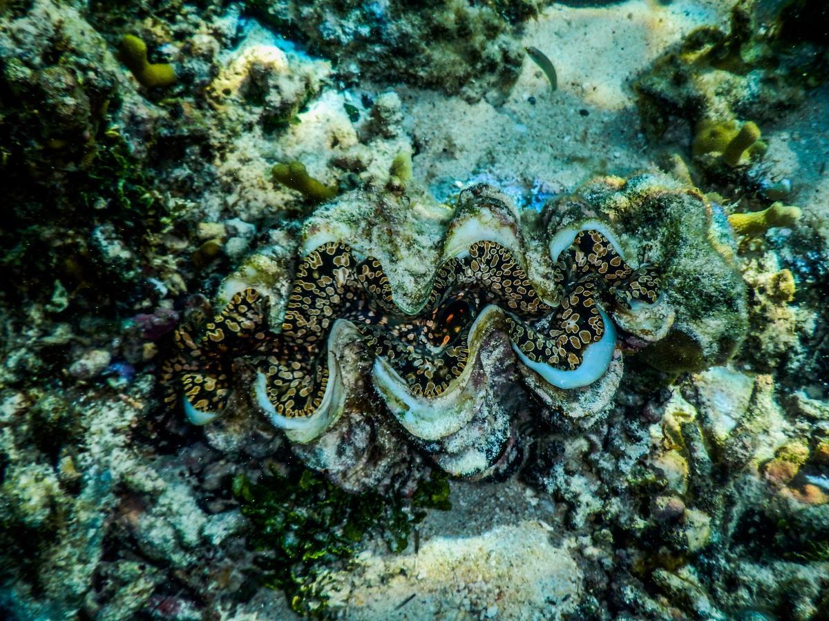 Vaimoana Seaside Lodge Savai'i Island Kültér fotó